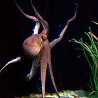 Yes, BArcelona has an aquarium too!!! This little guy was great